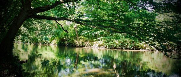 Scenic view of lake amidst trees in forest