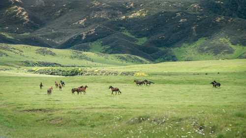 Flock of sheep on grassy field