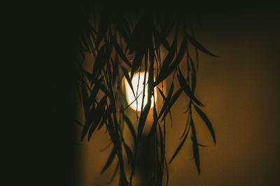 Close-up of silhouette plant against wall at sunset