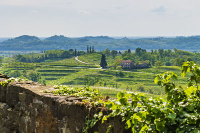 Scenic view of agricultural field against sky