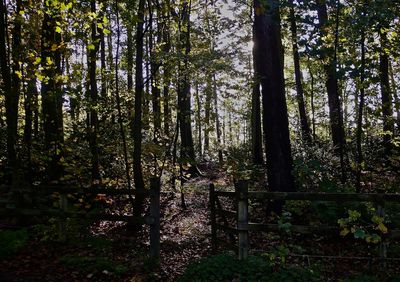 Trees in forest