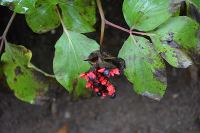 High angle view of plant pod