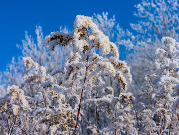 Low angle view of trees against sky during winter