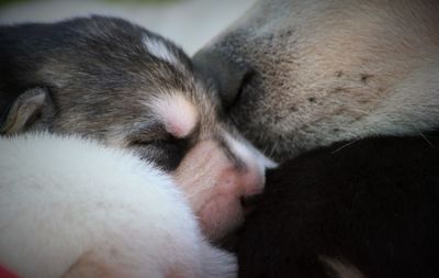 Close-up of cat sleeping