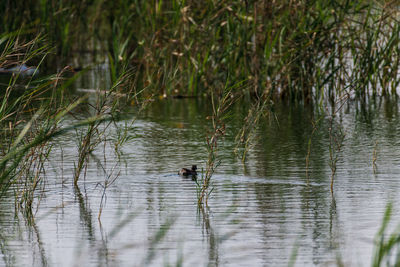 View of duck swimming in lake