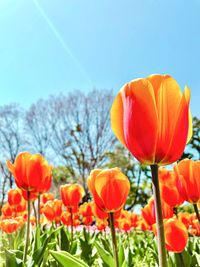 Close-up of orange tulips on field against sky