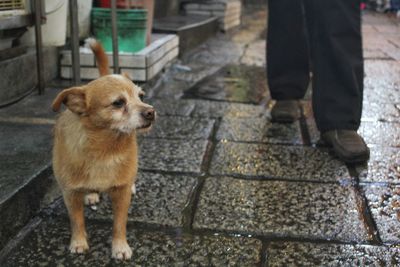 Low section of man standing with dog