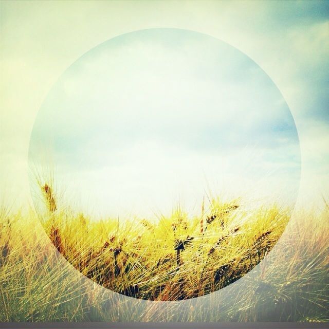 sky, nature, cloud - sky, tranquility, landscape, field, beauty in nature, tranquil scene, agriculture, growth, scenics, rural scene, day, grass, cloud, circle, yellow, plant, outdoors, no people