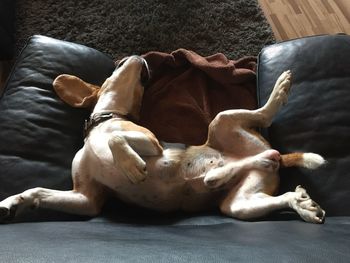 High angle view of dog sleeping on sofa at home