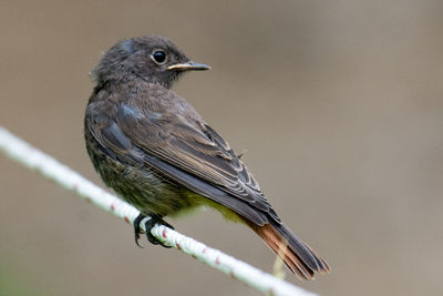 Close-up of bird perching on twig