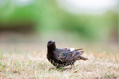 Close-up of a bird on field