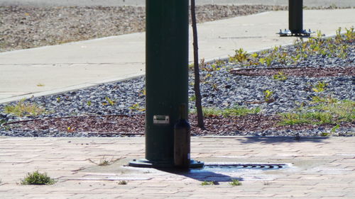 Close-up of tree trunk