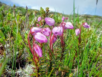 Close-up of purple flowers blooming in field