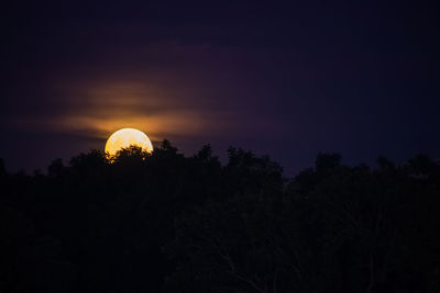 Low angle view of silhouette trees against sky at night