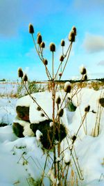 Close-up of snow on cactus against sky