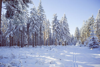 Trees on snow covered field against sky