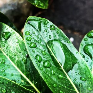 Close-up of raindrops on leaves