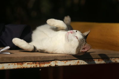 Close-up of cat sleeping on table