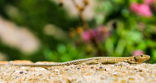 Close-up of lizard on white surface