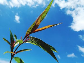 Low angle view of plant against blue sky