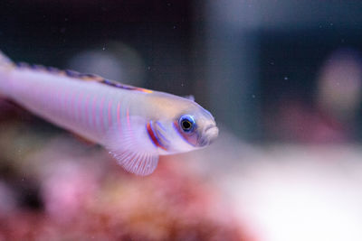 Close-up of fish swimming underwater