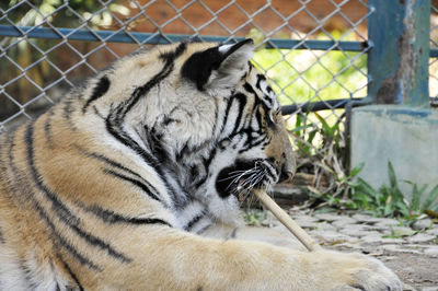 Close-up of tiger in zoo