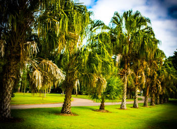 Palm trees on field against sky