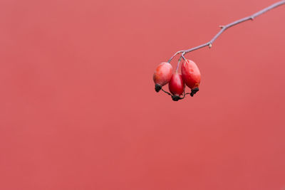 Close-up of red berries on plant