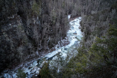 River amidst trees in forest