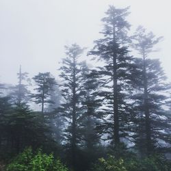 Trees in forest during foggy weather