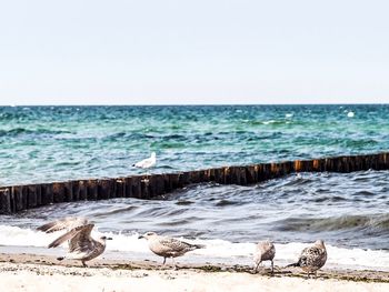 Scenic view of sea against clear sky