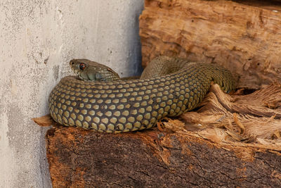 Close-up of snake on wood