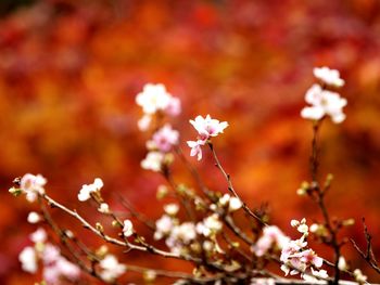 Close-up of cherry blossom