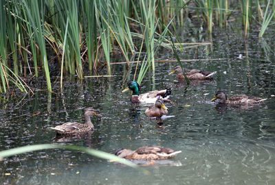 Ducks in a lake