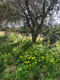 Fresh yellow flower plants on field