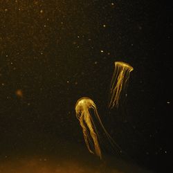 Close-up of jellyfish against black background