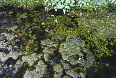 High angle view of plants floating on lake