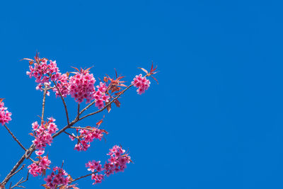 Low angle view of pink cherry blossoms against clear blue sky