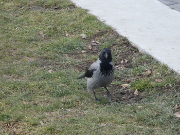 High angle view of bird perching on field