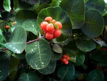 Close-up of berries on tree