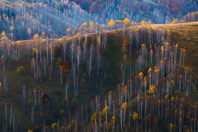 Pine trees in forest during autumn