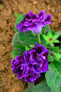 Close-up of purple flowers blooming outdoors