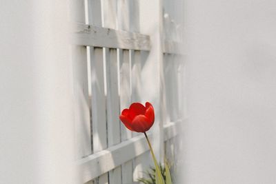 Close-up of red rose against wall