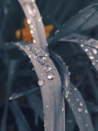 Close-up of wet plant during winter