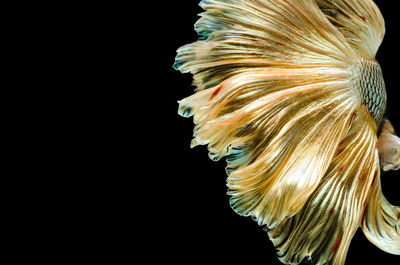 Close-up of jellyfish against black background