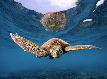 High angle view of turtle swimming in sea