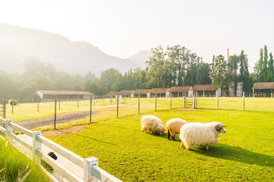 Sheep grazing on field against sky