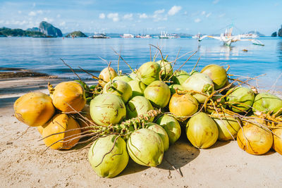 Fruits growing on sea shore