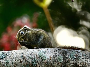 Close-up of squirrel