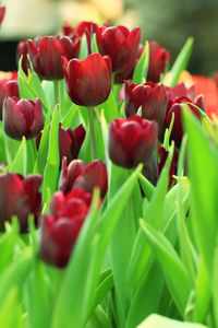 Close-up of red tulips